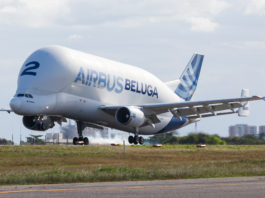 Beluga