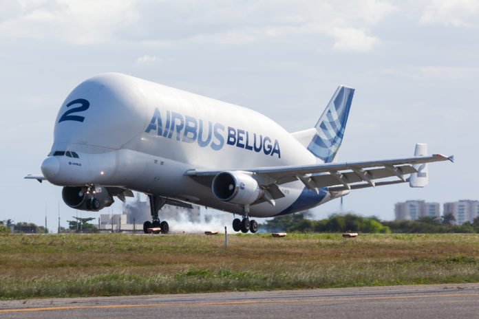 Beluga